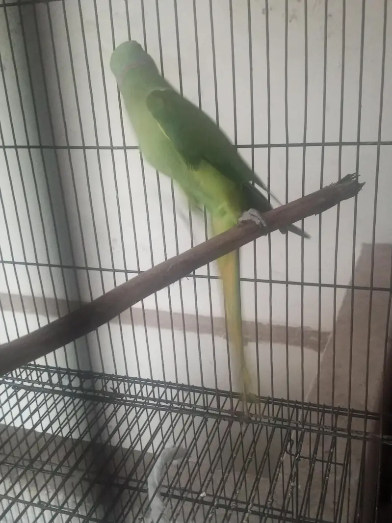 green parrot breeder pair 100 percent — photo 2