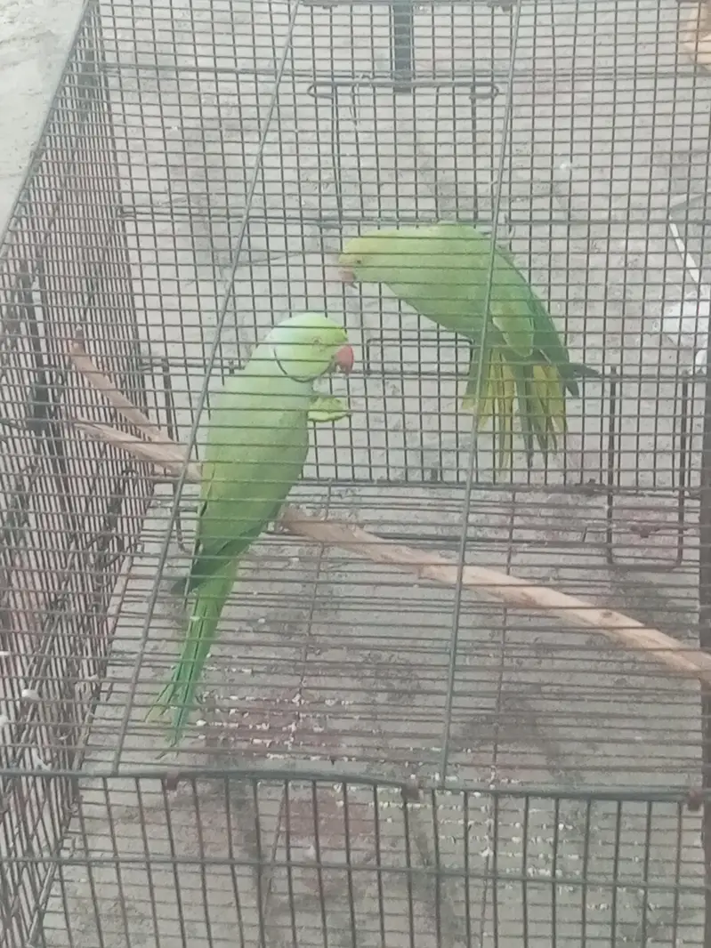 green parrot breeder pair 100 percent — photo 4