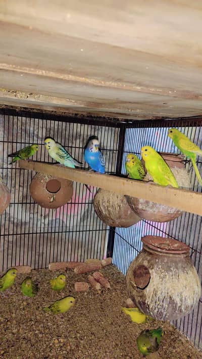 Australian budgie breeder pairs and pathy