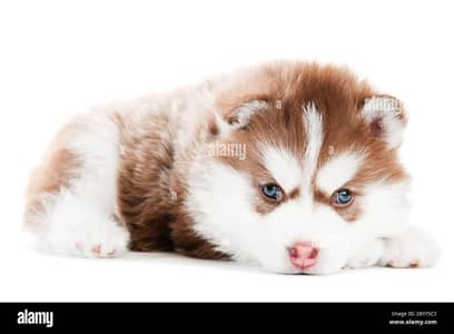 husky high quality puppy available vaccine done