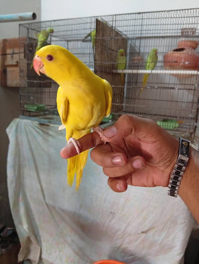 yellow Ringneck 0