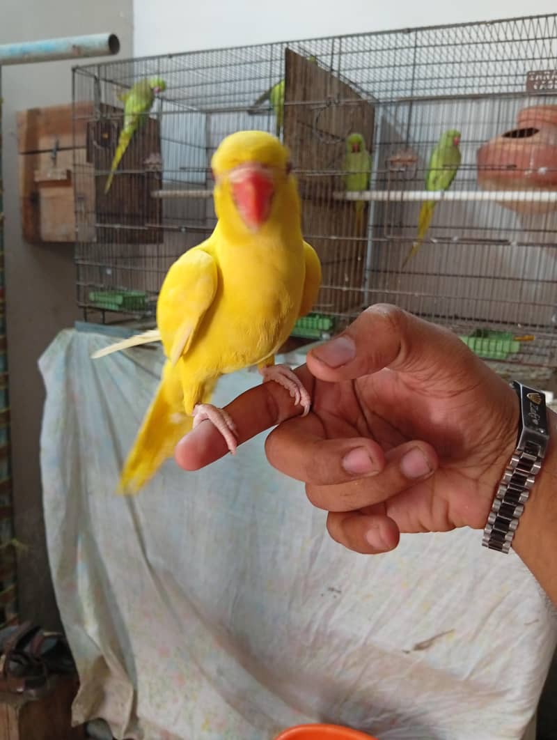 yellow Ringneck 1