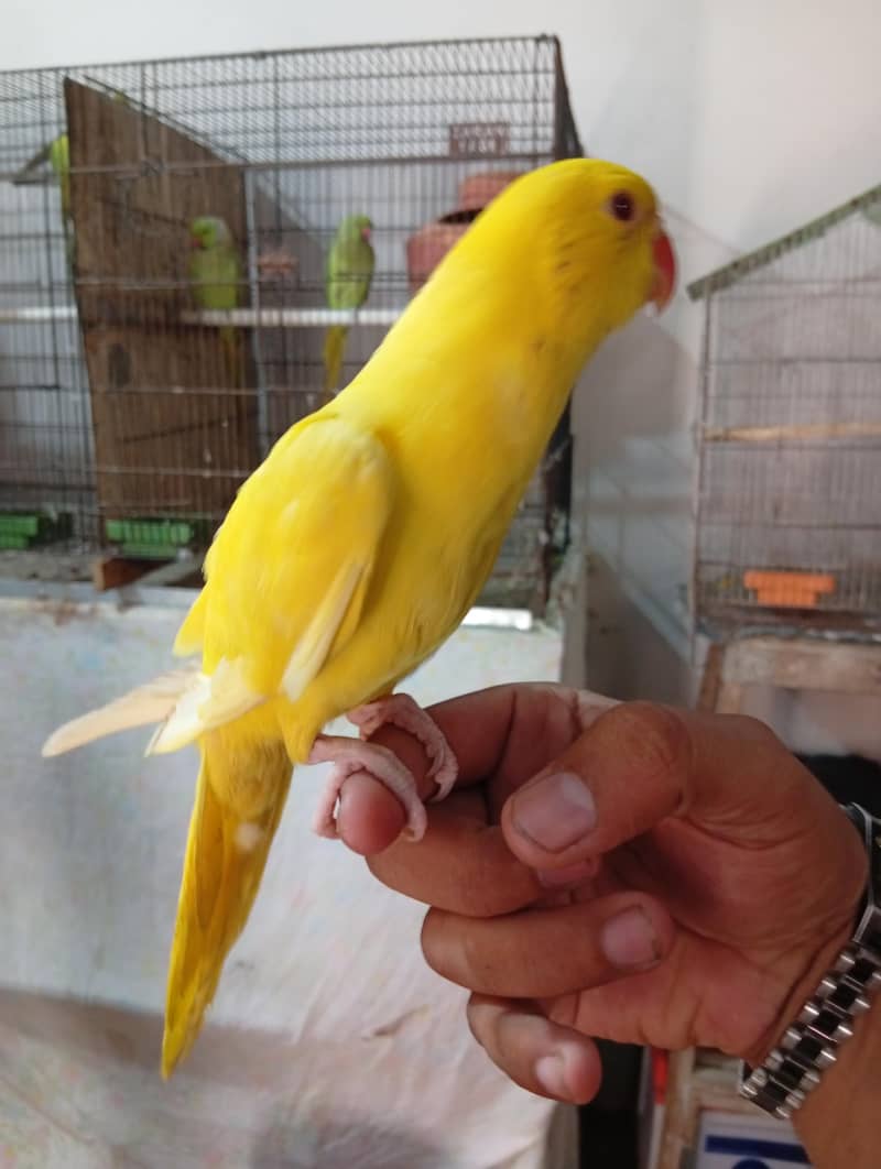 yellow Ringneck 2