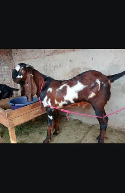 pure beetal nasal male bakra