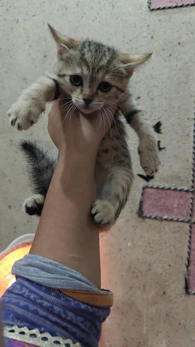 Kittens for sale stray / domestic