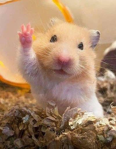 Healthy, Playful, Clean and adorable hamster babies available !!!!