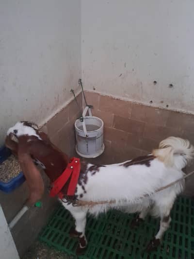 Goat for sell