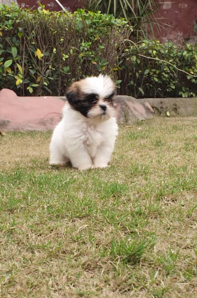 Shi Tzu Puppies Available | Shi Tzu Dog | Teacup Shi Tzu