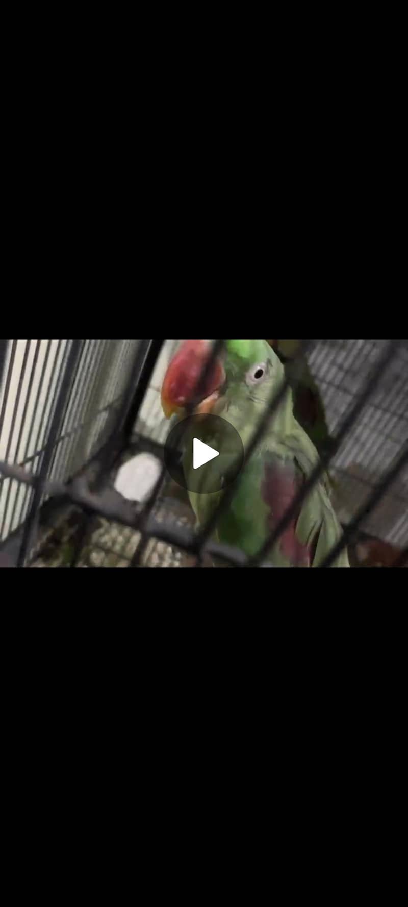 row-parrot-pair-breeder-parrots-1115816407