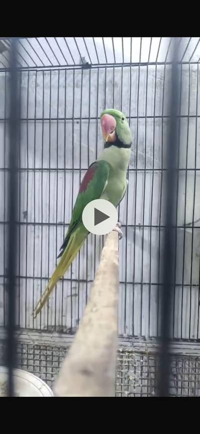 row parrot male breeder