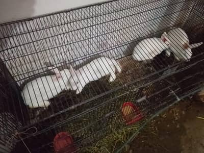 newziland white 1 male 3 female1breeder2baby age2 months total 7piece