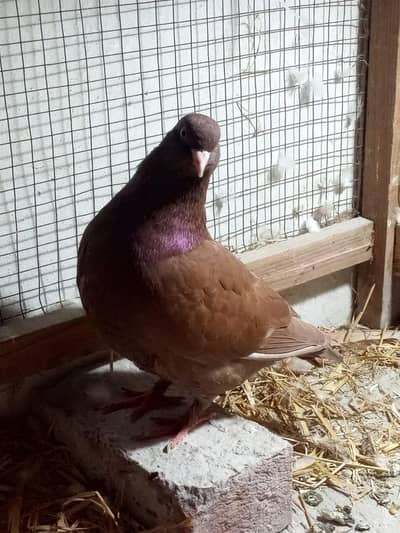 pigeon for sale