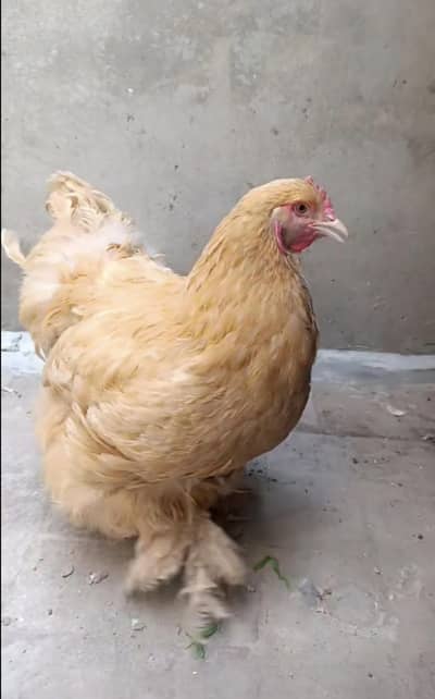 2 golden buff female breed
