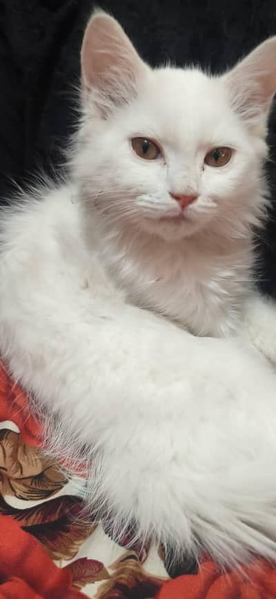 white Persian cat