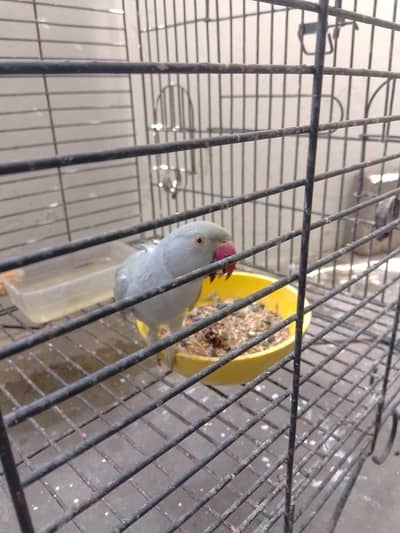 Grey Parrot For Sale