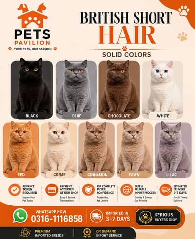 Imported British Shorthair – Purebred Kittens Available