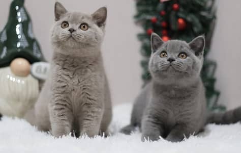 Imported British Shorthair – Purebred Kittens Available