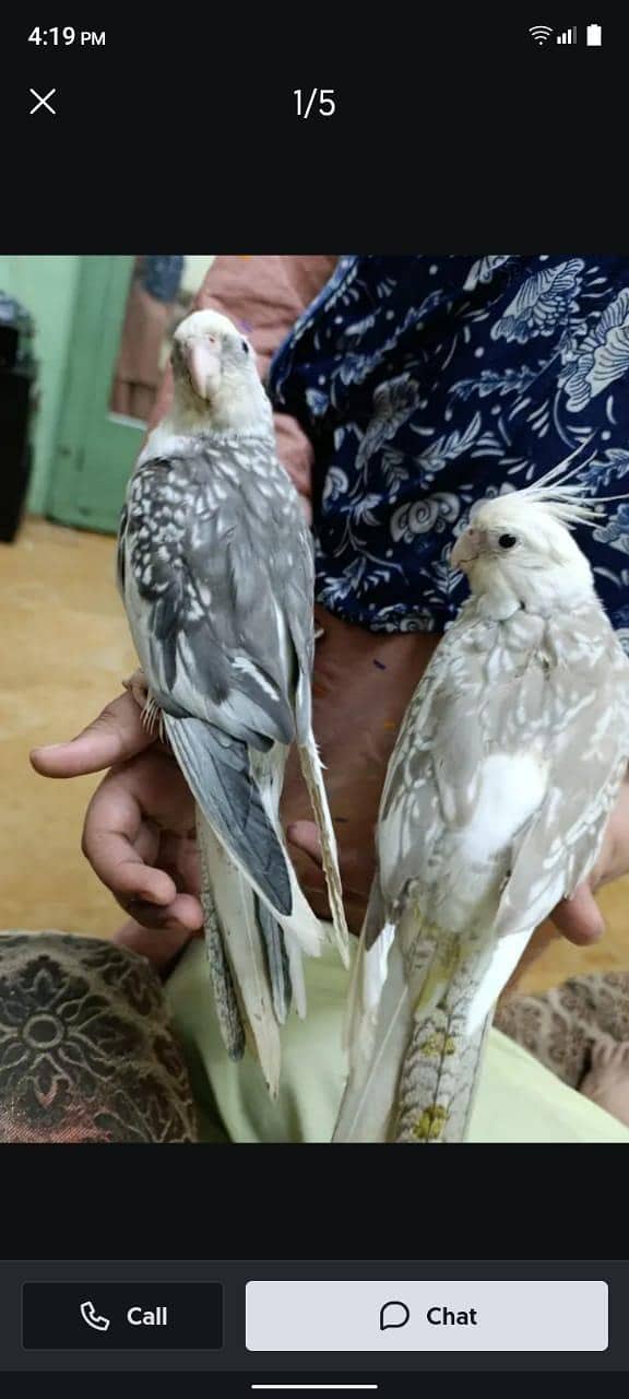 brider pair 0