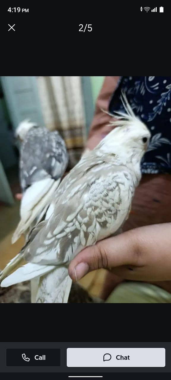 brider pair 1
