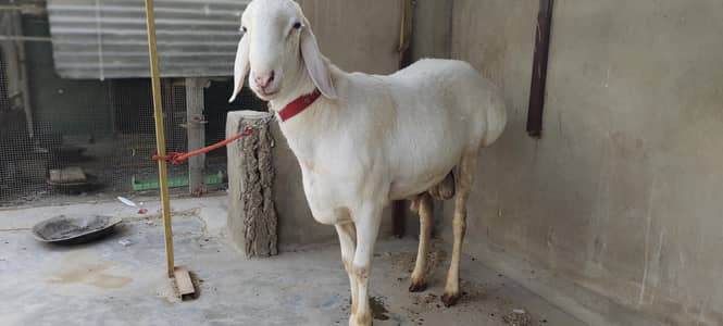 Balkhi pure gulabi lamb sheep