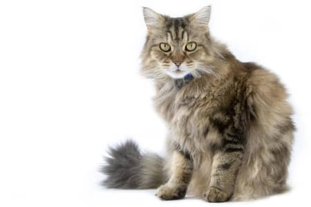 Persian to British shorthair cross