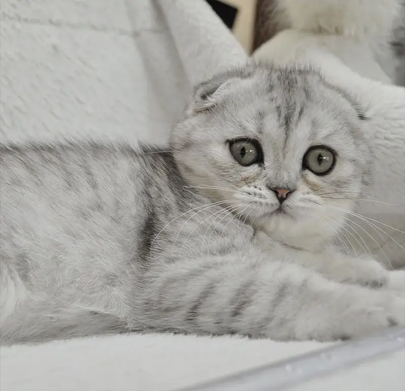 SCOTTISH FOLD - IMPORTED PUREBRED KITTENS — photo 2