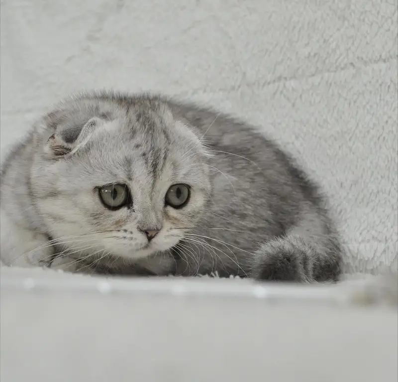 SCOTTISH FOLD - IMPORTED PUREBRED KITTENS — photo 3