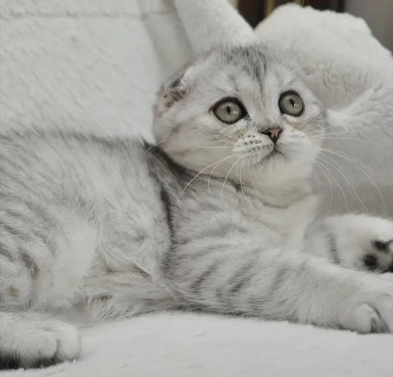 SCOTTISH FOLD - IMPORTED PUREBRED KITTENS — photo 4