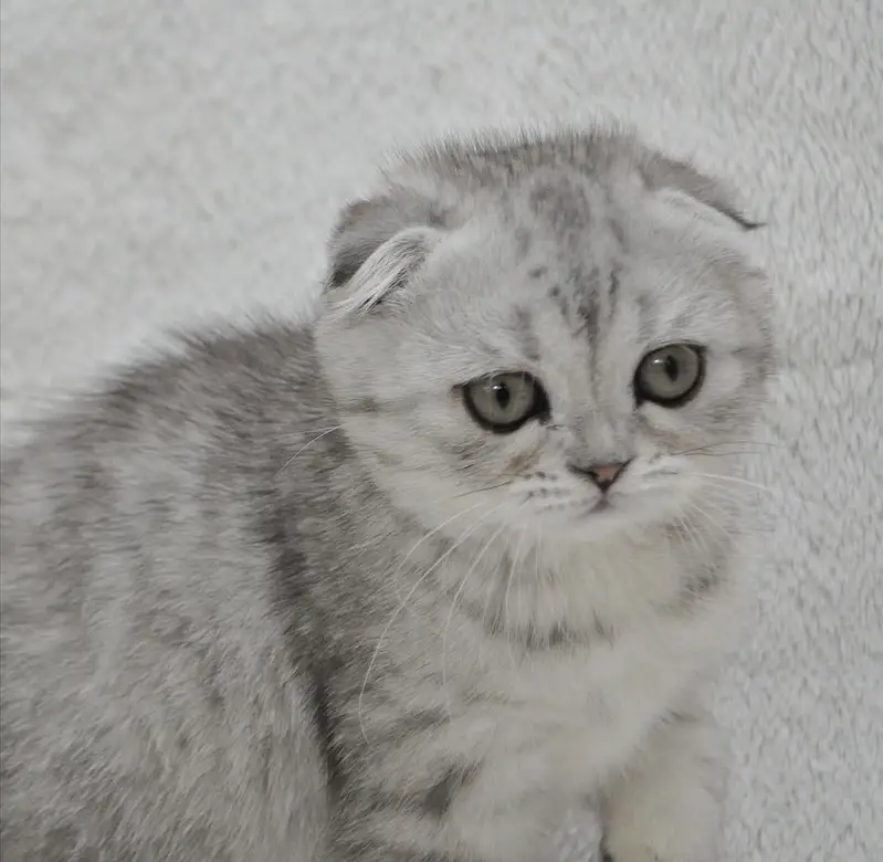 SCOTTISH FOLD - IMPORTED PUREBRED KITTENS — photo 5