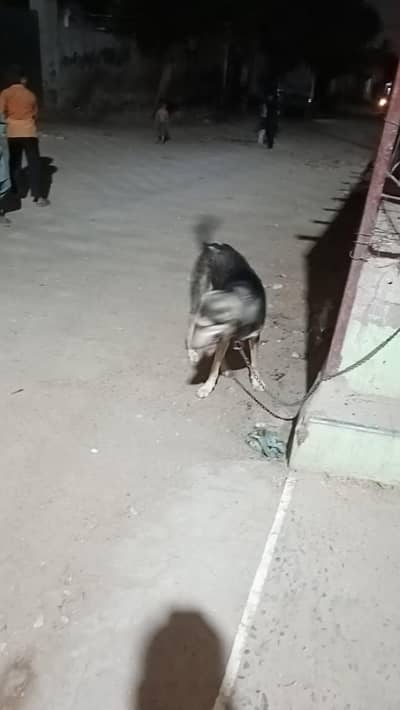 male  5 month