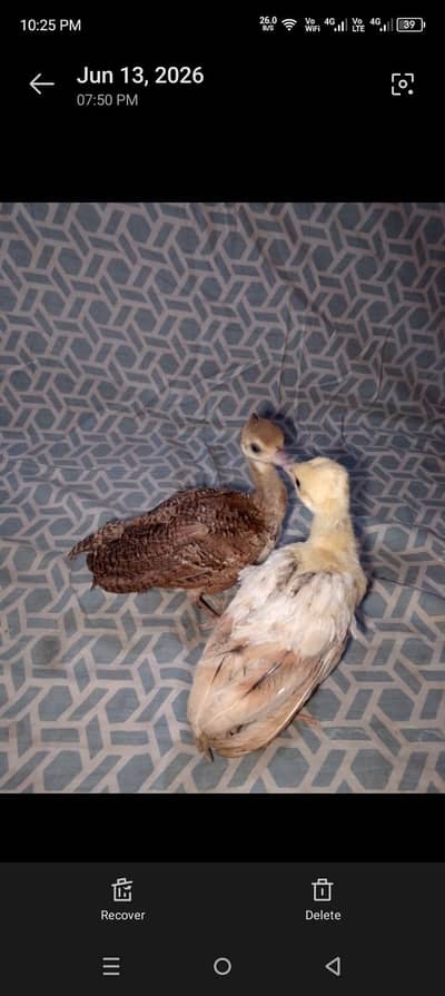 Premium Quality Peacock Chicks