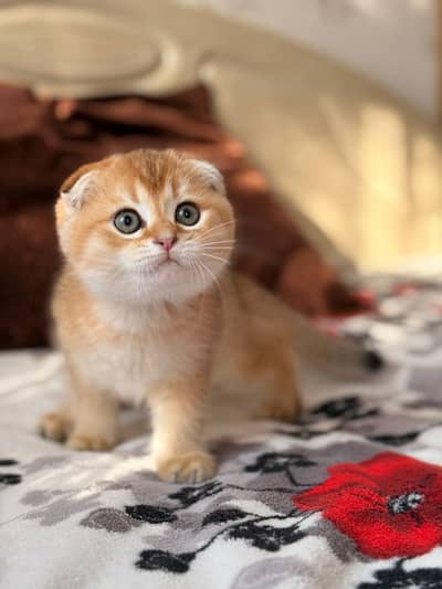 SCOTTISH FOLD - IMPORTED KITTEN