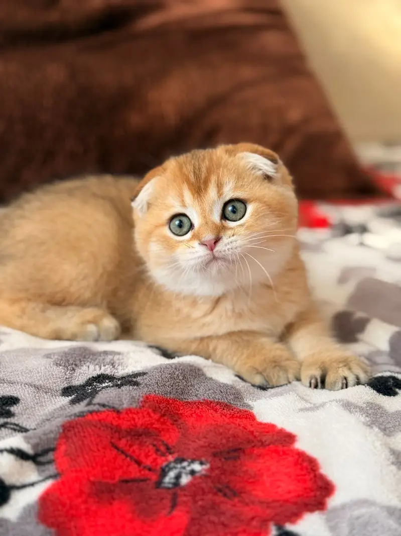 SCOTTISH FOLD - IMPORTED KITTEN — photo 2