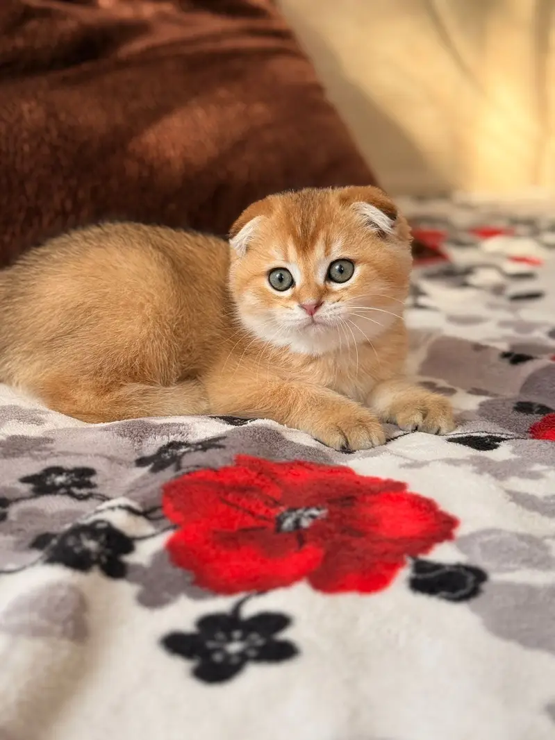 SCOTTISH FOLD - IMPORTED KITTEN — photo 3