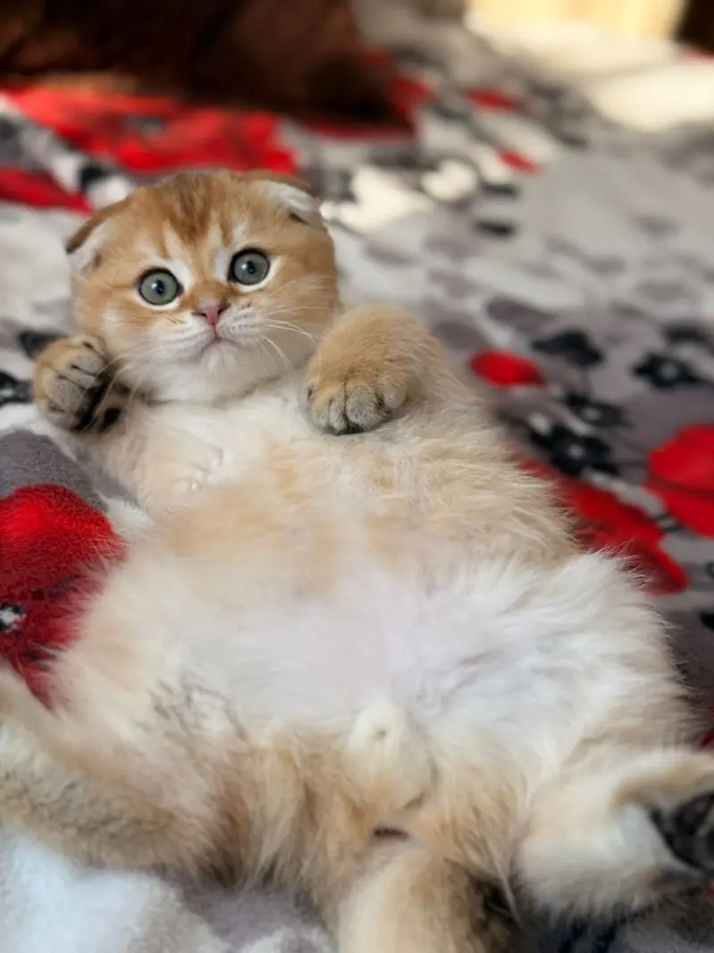 SCOTTISH FOLD - IMPORTED KITTEN — photo 4