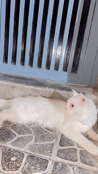 Persian Cat