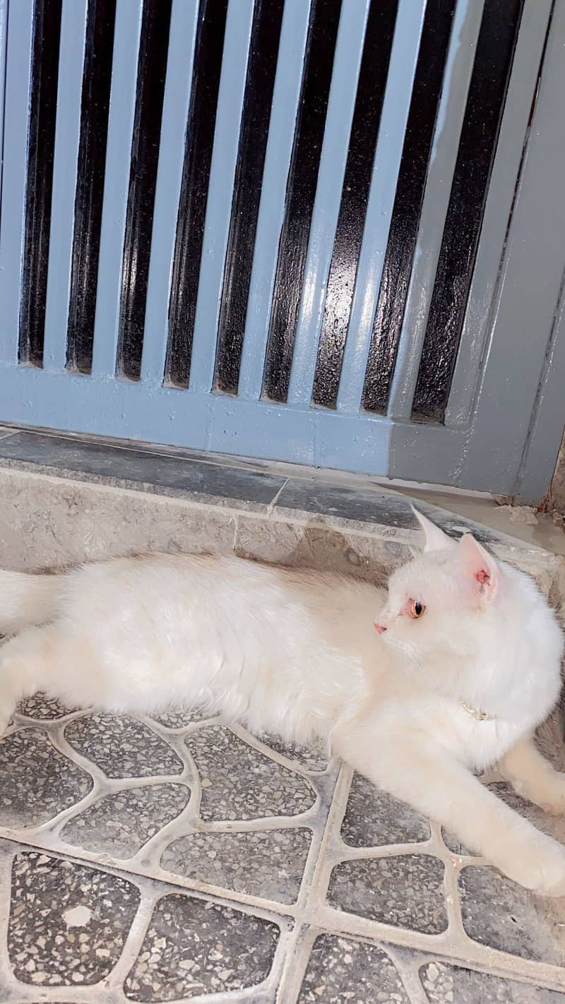 Persian Cat 0