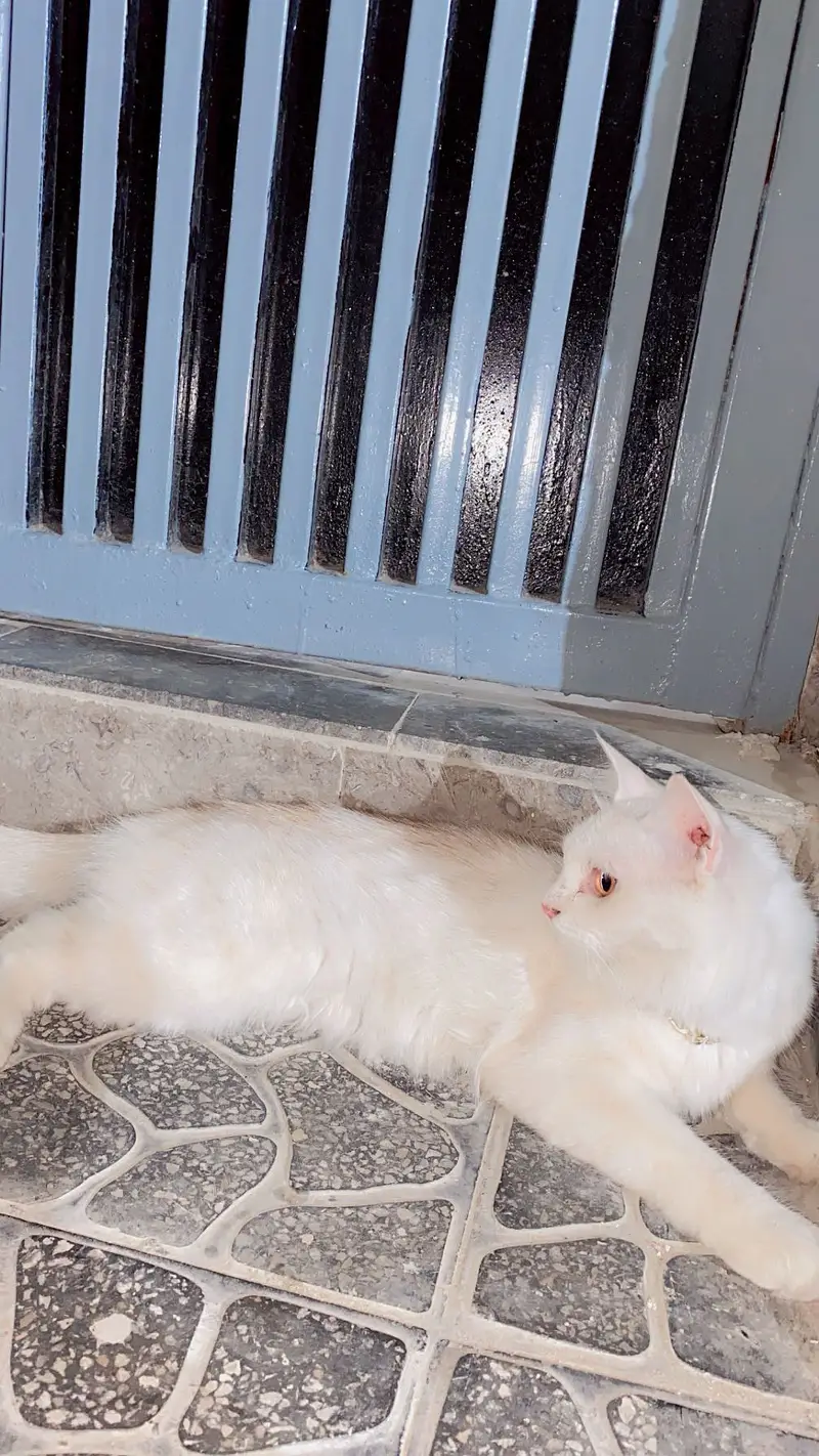 Persian Cat