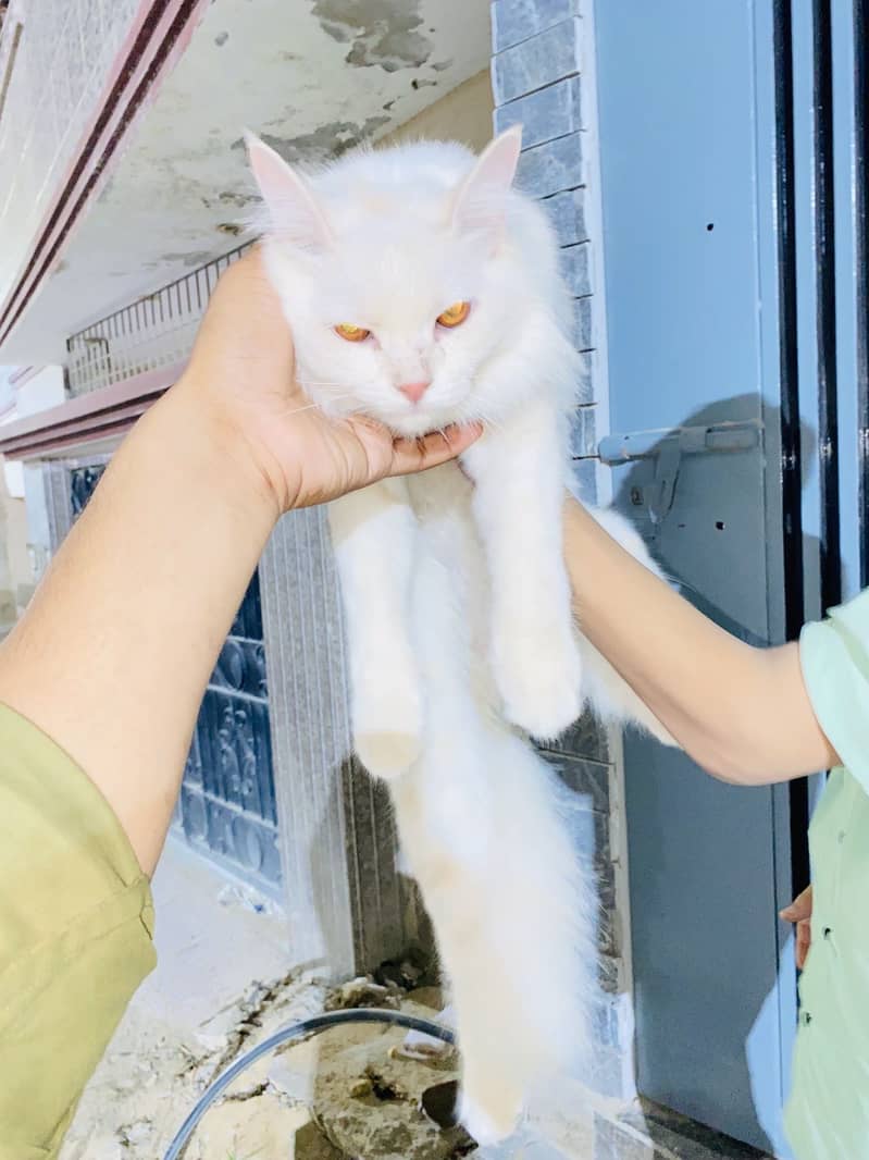 Persian Cat 1