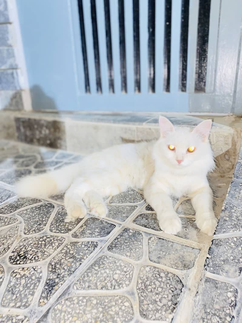 Persian Cat 2