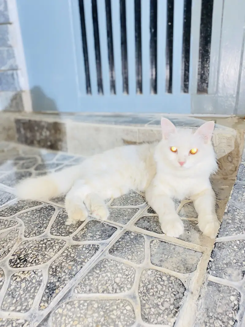 Persian Cat — photo 3