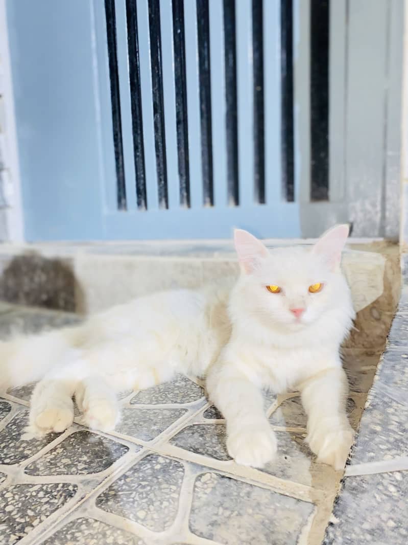 Persian Cat 3