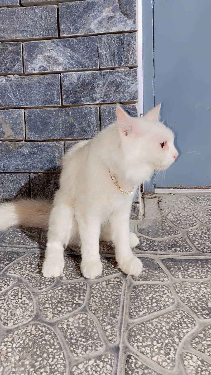 Persian Cat 4