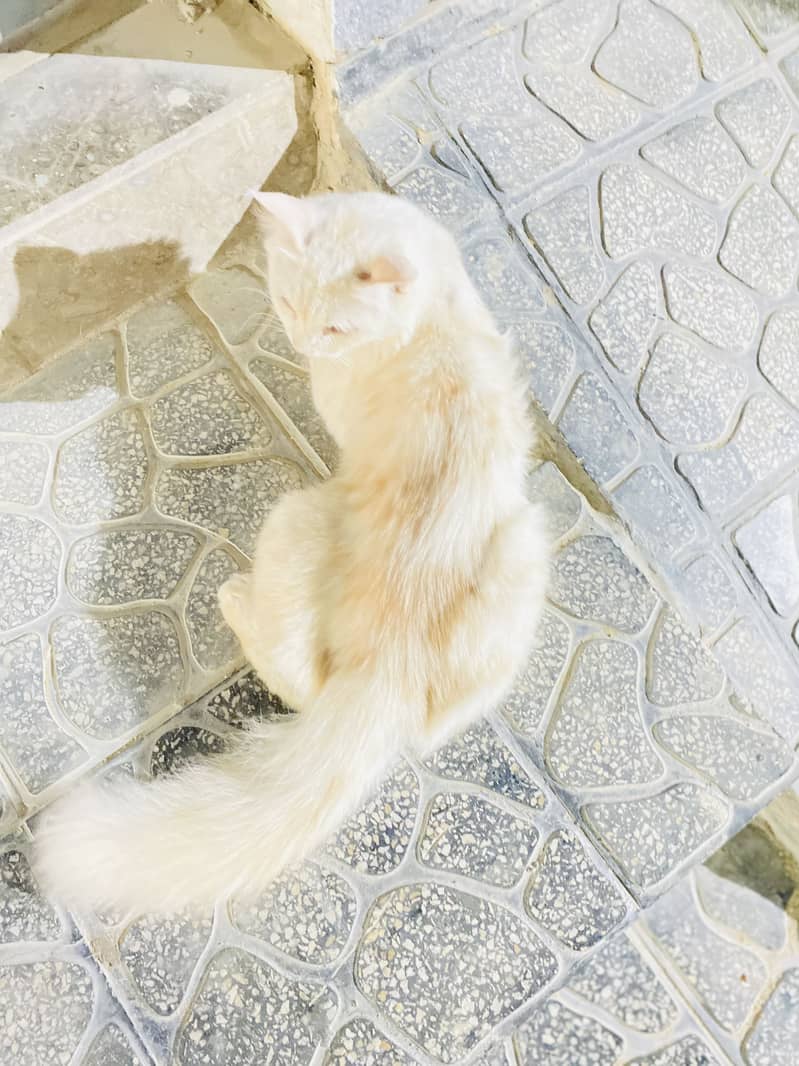 Persian Cat 5