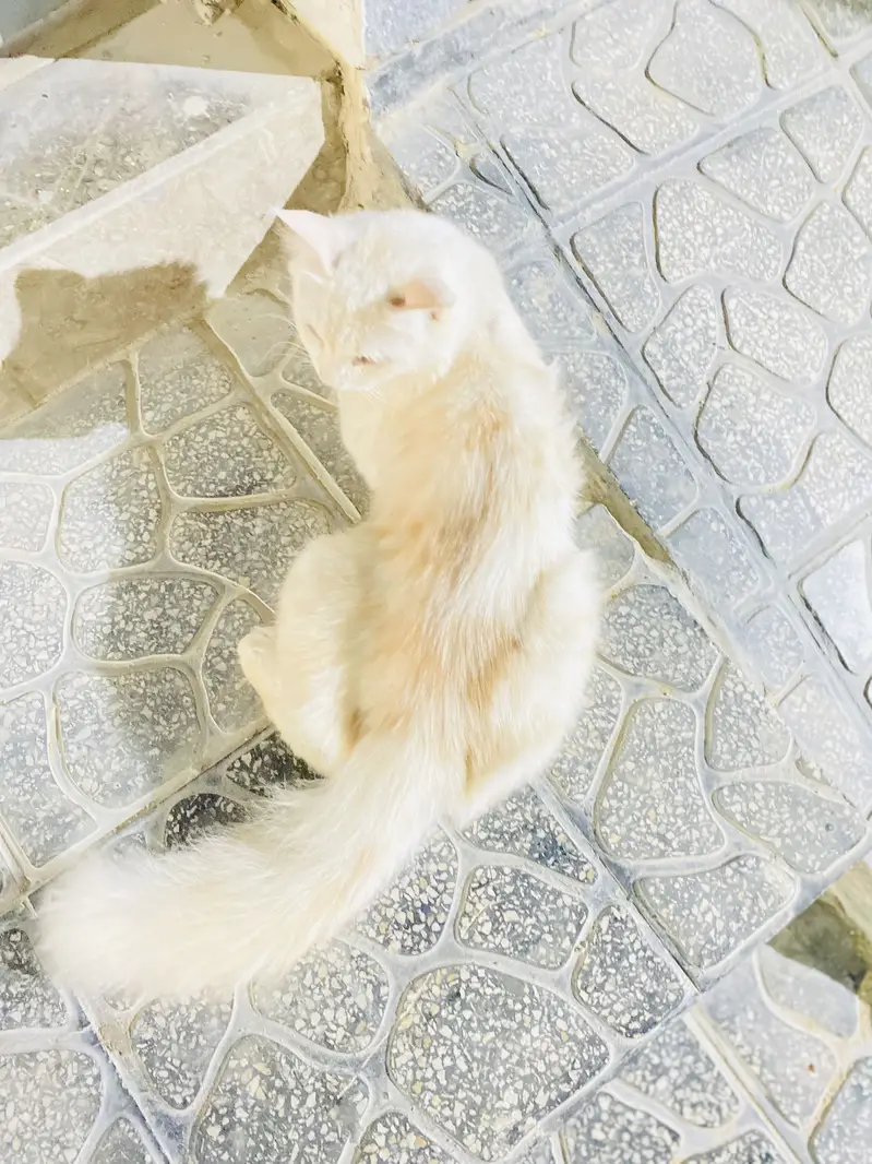 Persian Cat — photo 6