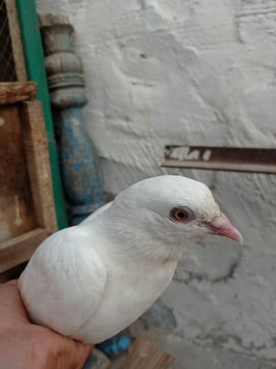 pigeons pair
