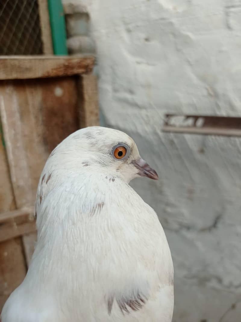 pigeons pair 1