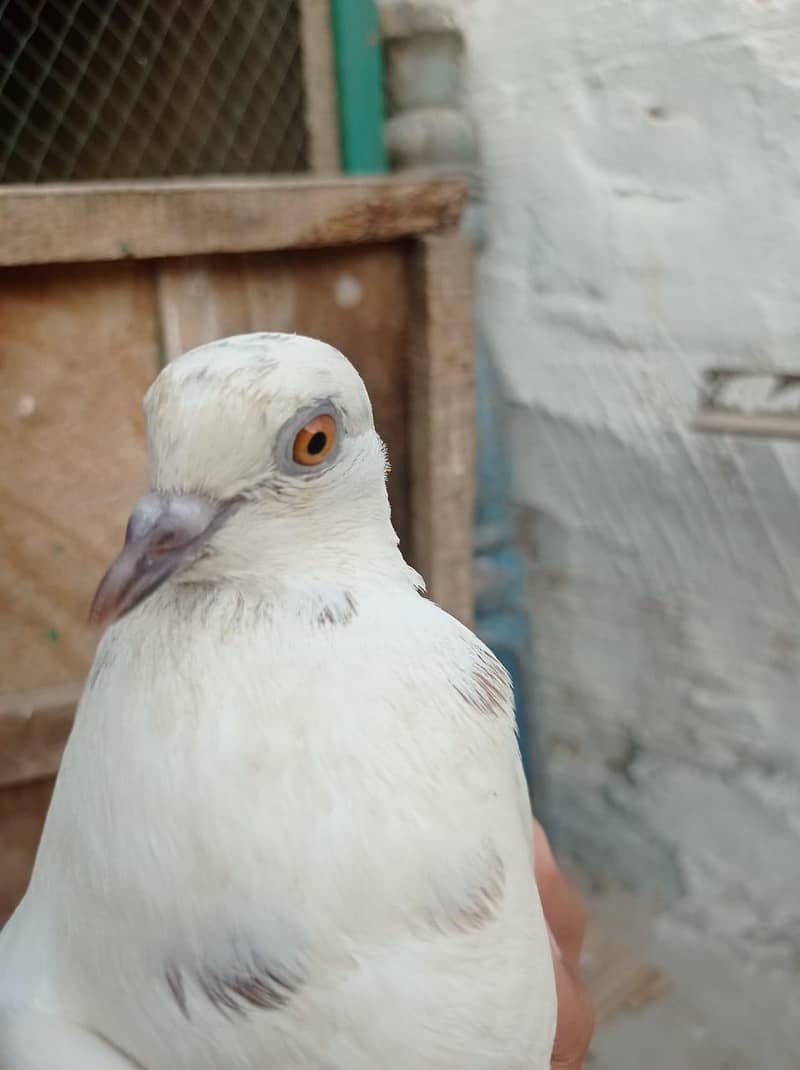 pigeons pair 2
