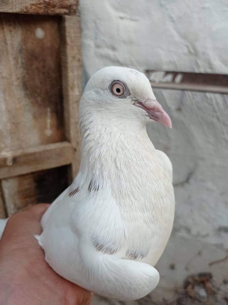 pigeons pair 3