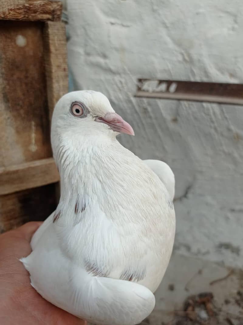 pigeons pair 4